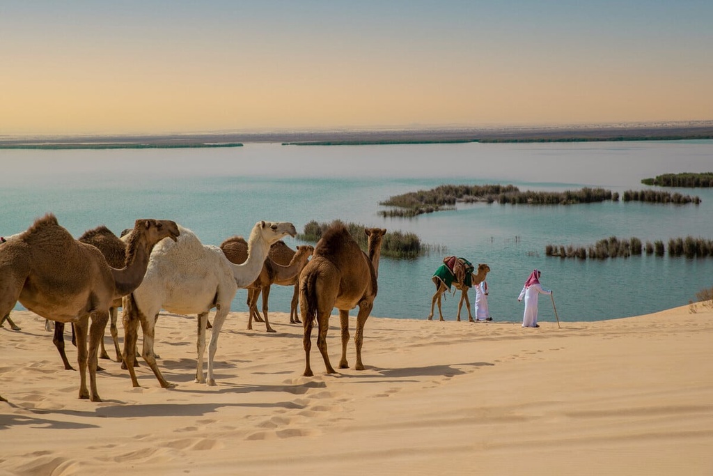 Royal Al-Ahsa Oasis