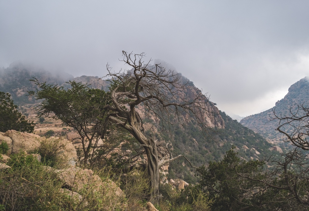 Taif Safari Trip