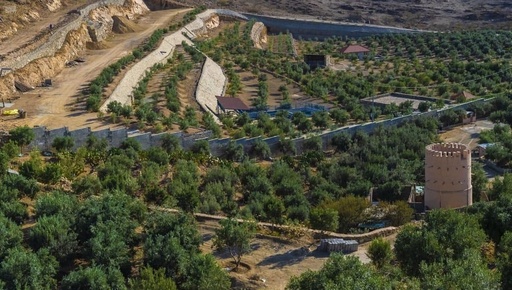 مزرعة زيتونة