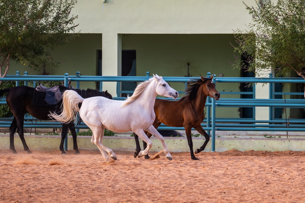 Al-Aqhwan Reserve
