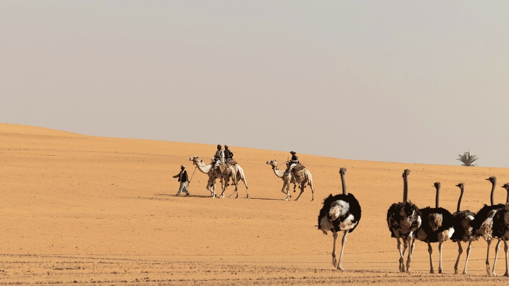 The Essence of Riyadh