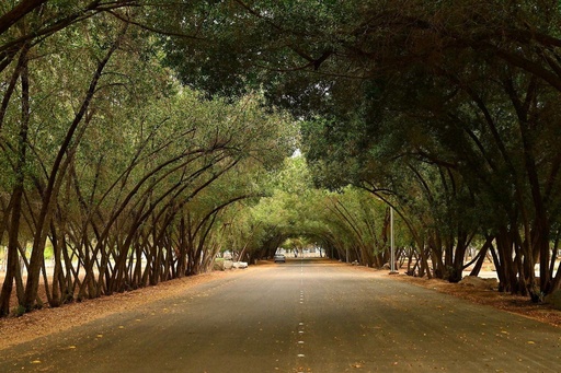 King Fahad Park