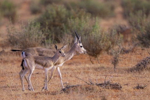 North Reserve for Hunting and Wildlife Development